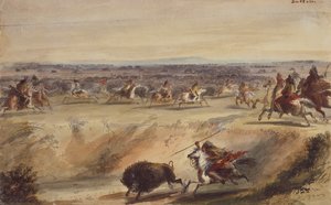 Une chasse au bison