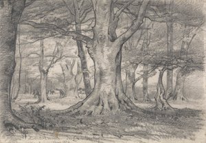 Paysage forestier près de Boldrewood - Alfred Parsons