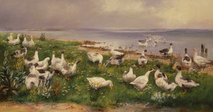 Oies - Alfred Schonian