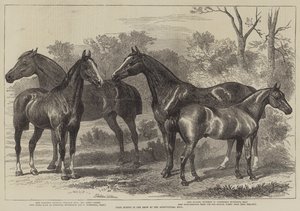 Chevaux primés au salon de l