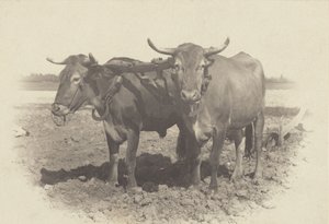  - Alfred Stieglitz