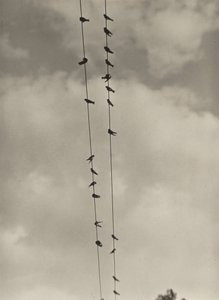 Les oiseaux - Alfred Stieglitz