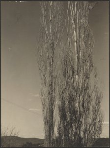 [Peupliers mourants, lac George] - Alfred Stieglitz