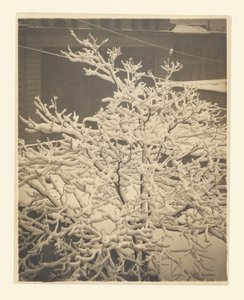  - Alfred Stieglitz