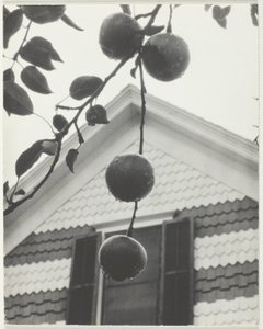Pignon et pommes