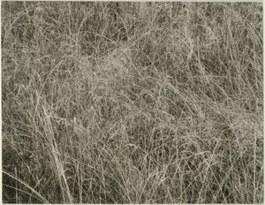 Herbe