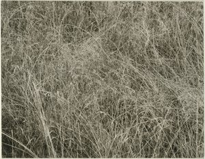Herbe, 1933