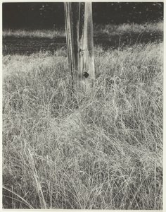 Herbe et mât