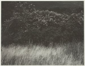 Haie et herbes - Lac George - Alfred Stieglitz