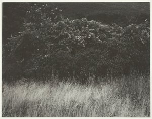 Haie et herbes - Lac George, 1933 - Alfred Stieglitz