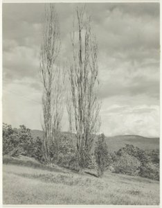 Peupliers—Lac George - Alfred Stieglitz
