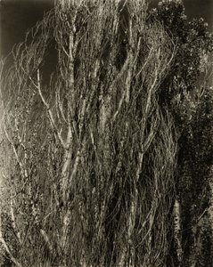 Peupliers—Lac George - Alfred Stieglitz