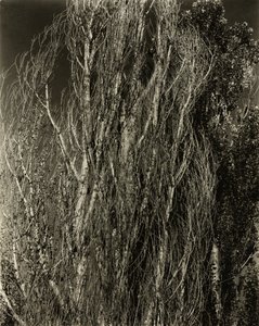Peupliers—Lac George - Alfred Stieglitz