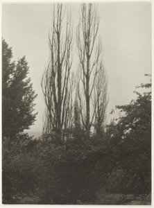 Peupliers - Lac George - Alfred Stieglitz