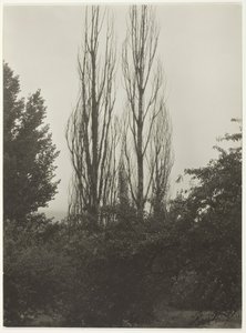 Peupliers - Lac George, 1935 - Alfred Stieglitz