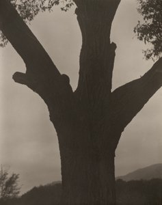 Le châtaignier mourant - Alfred Stieglitz