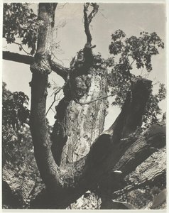 Le vieil érable - Lac George, 1926
