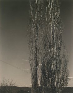 Les deux peupliers, lac George