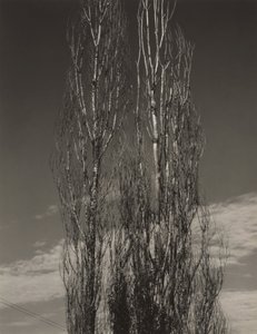  - Alfred Stieglitz