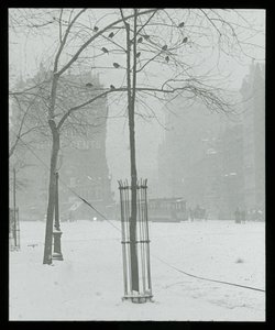 Arbre dans la neige, New York City - Alfred Stieglitz