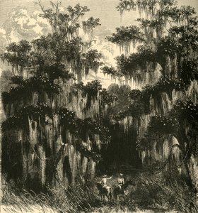 Magnolia Swamp - Alfred Rudolph Waud