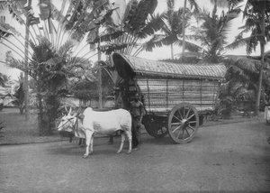 Un chariot à bœufs de Ceylan, vers 1890-1910