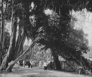 Arbre Banyan à Kalutara, vers 1890, 1910 - Alfred William Amandus Plate