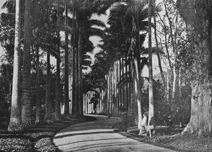 Palmiers à choux dans les jardins de Peradeniya, vers 1890, 1910 - Alfred William Amandus Plate