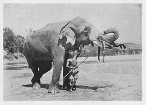 Éléphant de Maligawa et mahouts, vers 1890, 1910