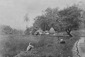 Rizière près de Gampola, c1890, 1910 - Alfred William Amandus Plate