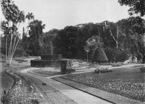 La fougeraie, jardins de Peradeniya, Ceylan, vers 1890 1910 - Alfred William Amandus Plate