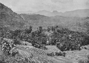 Vue d