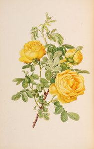 Illustration du genre rosa par Ellen Willmott, 1914 - Alfred William Parsons