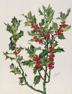 Houx, illustration de l