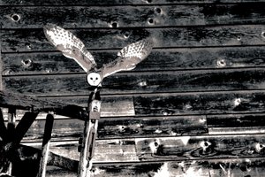 Airborne, de la série Barn Owl, 2018 (photographie) - Alice Gur-Arie