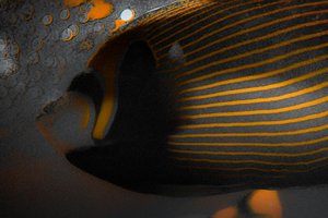 Bubbles and Stripes, 2018 (photographie repeinte à la main)