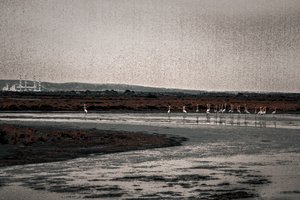 Congrégation, de la série Flamants de Camargue, 2017 (photographie repeinte à la main).