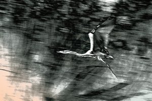 Vol de Terre Sainte, 2015 (photographie peinte à la main)
