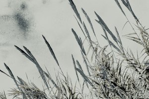Harvest, 2017 (photographie peinte à la main)