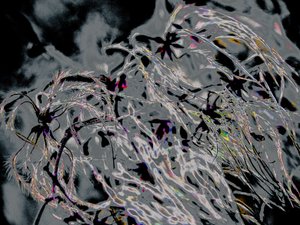 Countryfile, 2015 (photographie) - Alice Gur-Arie