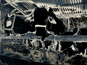 Homestead, 2020 (photographie peinte) - Alice Gur-Arie