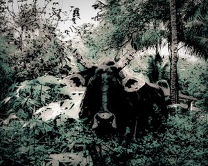 The Lodge Near Periyar, 2020 (photographie peinte)