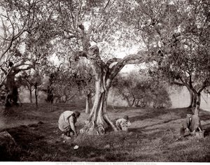 Enfants cueillant des olives parmi les oliviers, sur une colline à Santa Margherita a Montici, Florence - Fratelli Alinari