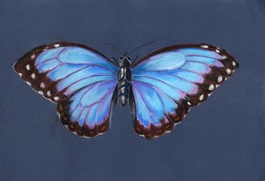 Papillon Morpho bleu, 2019 - Alison Cooper