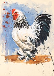 Coq Brahma Bantam, 2020
