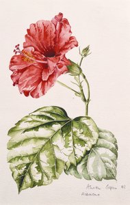 Hibiscus (cramoisi), 1992