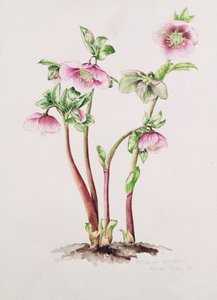 Rose de Carême : Helleborus orientalis - Alison Cooper