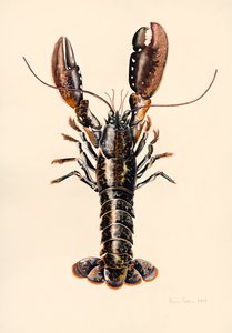 Homard de Solva, 2014 - Alison Cooper