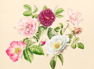 Roses du jardin, 2020 - Alison Cooper