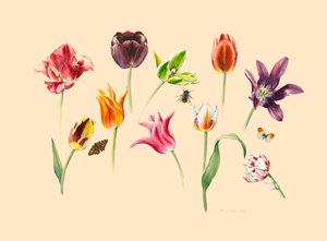Tulipes de printemps et insectes